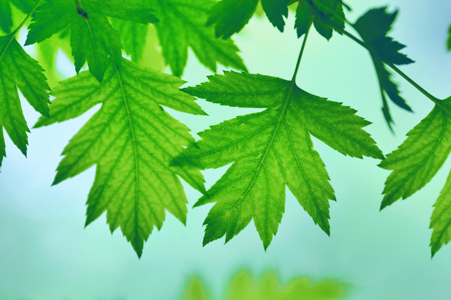 山楂树的叶子好看又特别,原创摄影