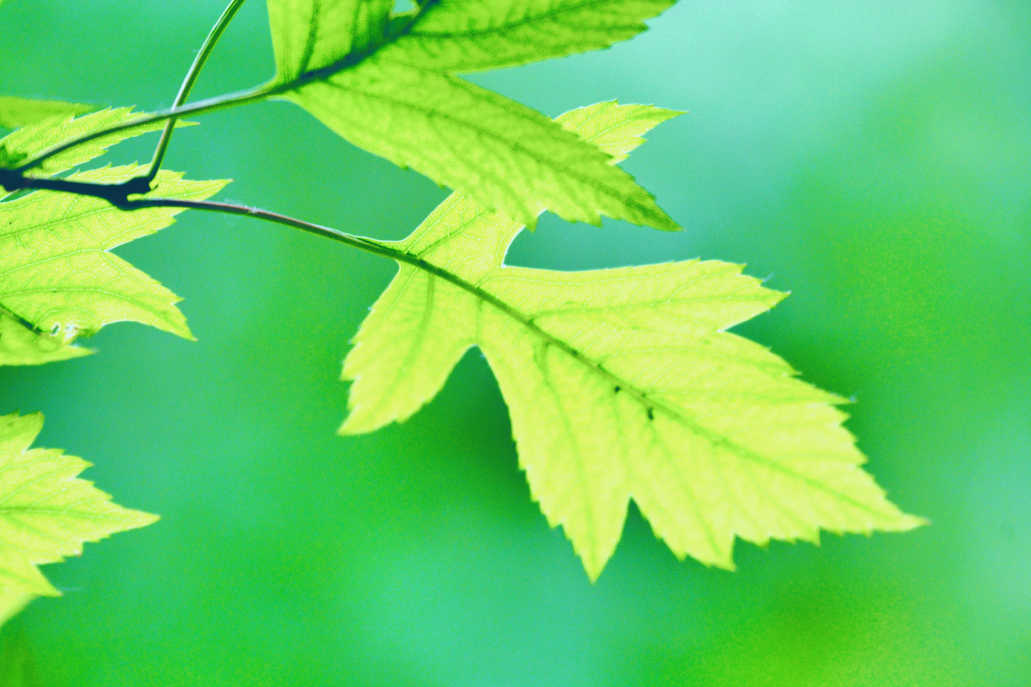 山楂树的叶子好看又特别原创摄影