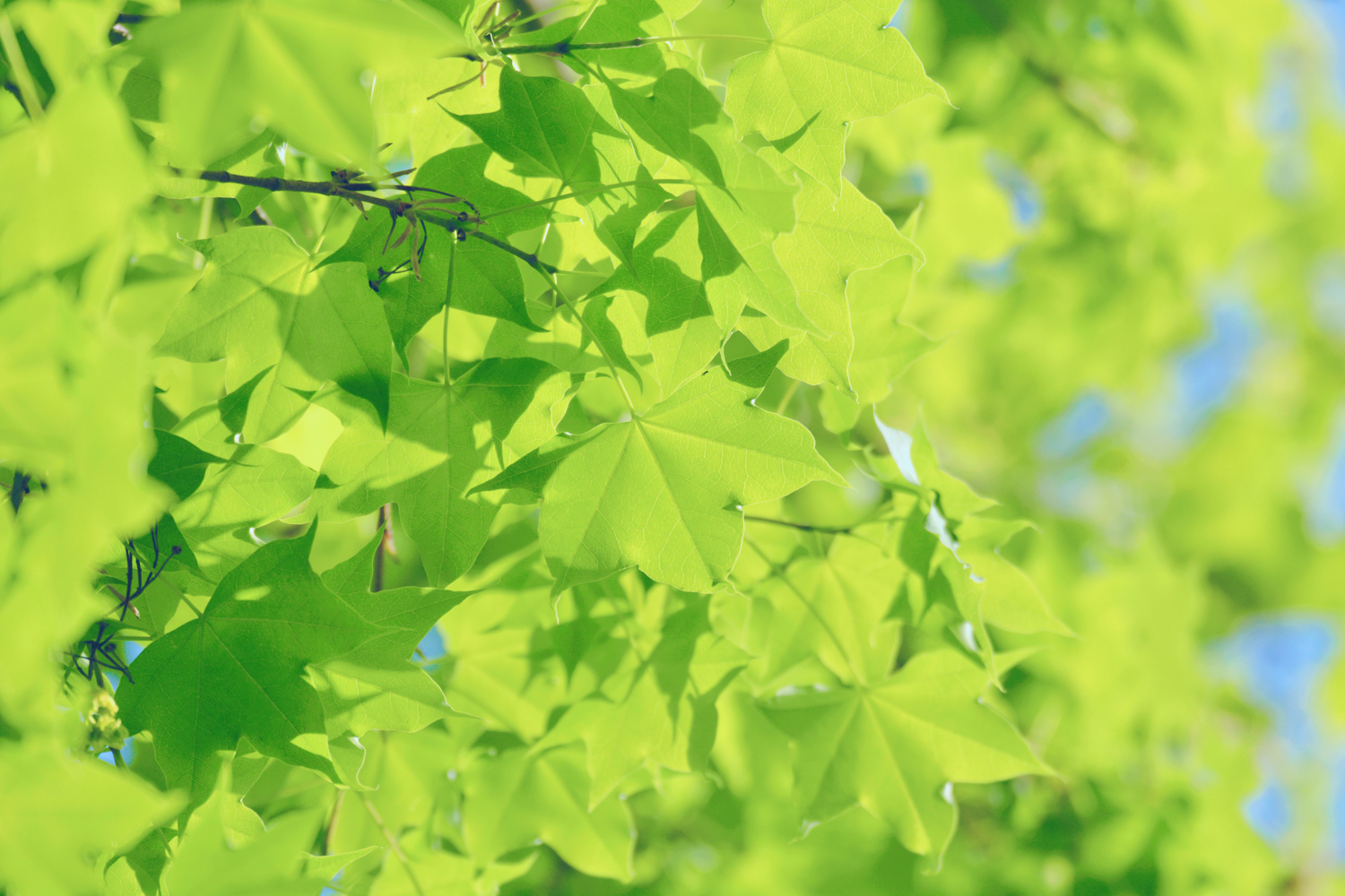 春天五角枫的树叶，原创摄影|五角枫|树叶|摄影_新浪新闻