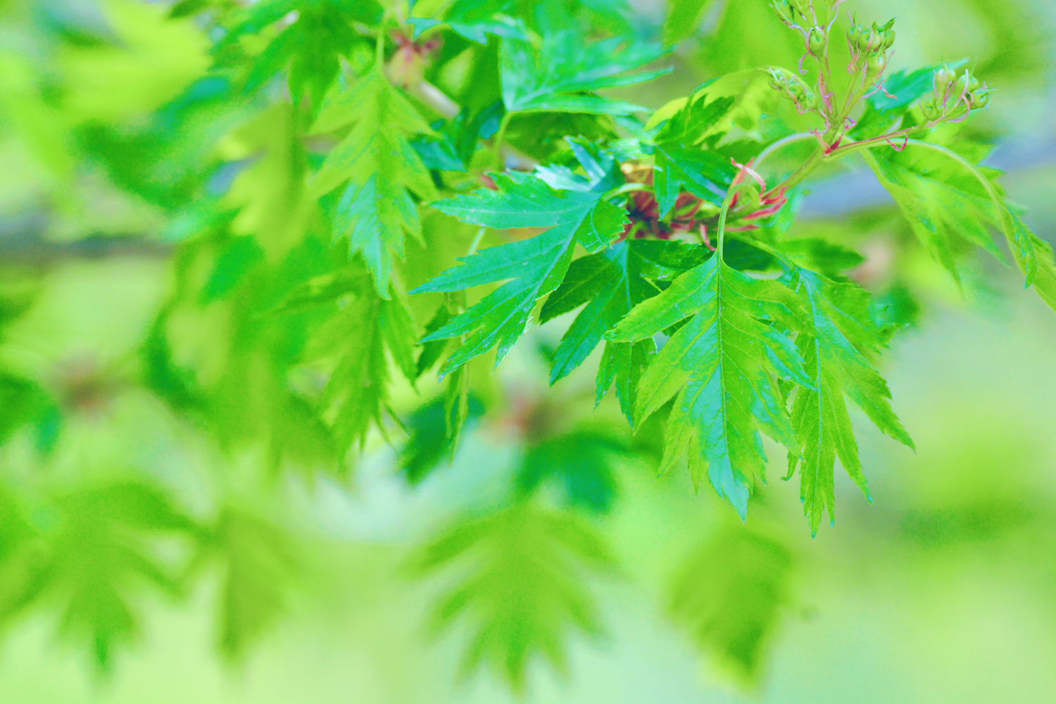 山楂树的叶子好看又特别原创摄影