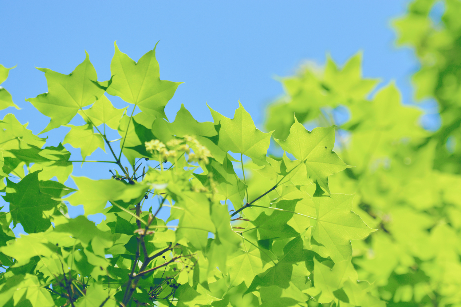 春天五角枫的树叶,原创摄影|五角枫|树叶|摄影_新浪新闻