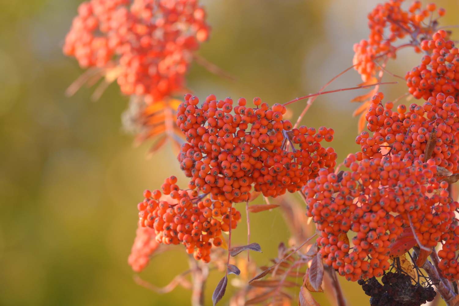 秋天花楸树的果子 原创拍摄