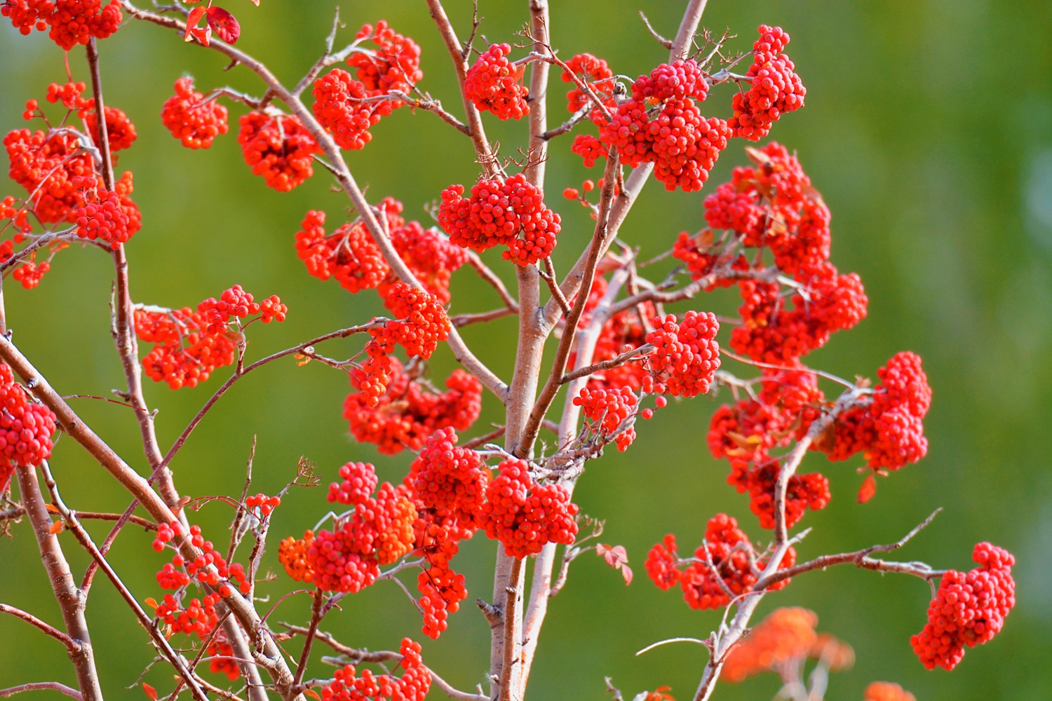 火红美丽的花楸果,原创拍摄_高清图集_新浪网