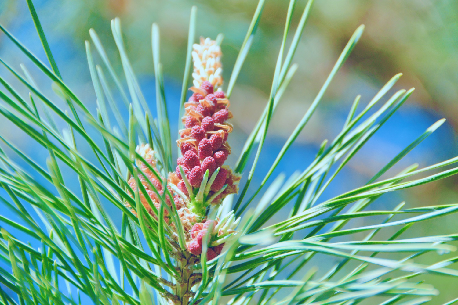 春天的松树花很可爱,原创拍摄