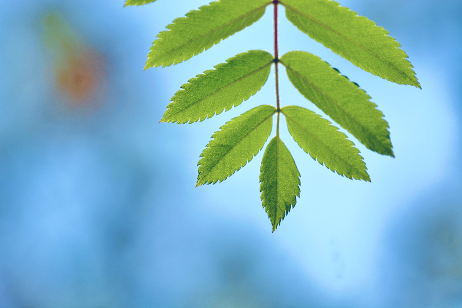 花楸树的叶子也很好看,原创拍摄