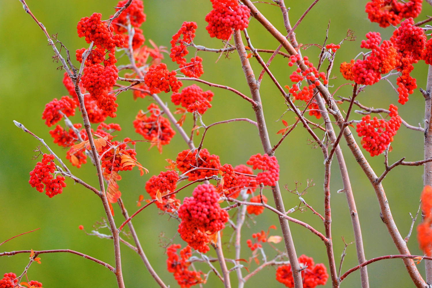 美丽的红色花楸树果,原创拍摄_高清图集_新浪网