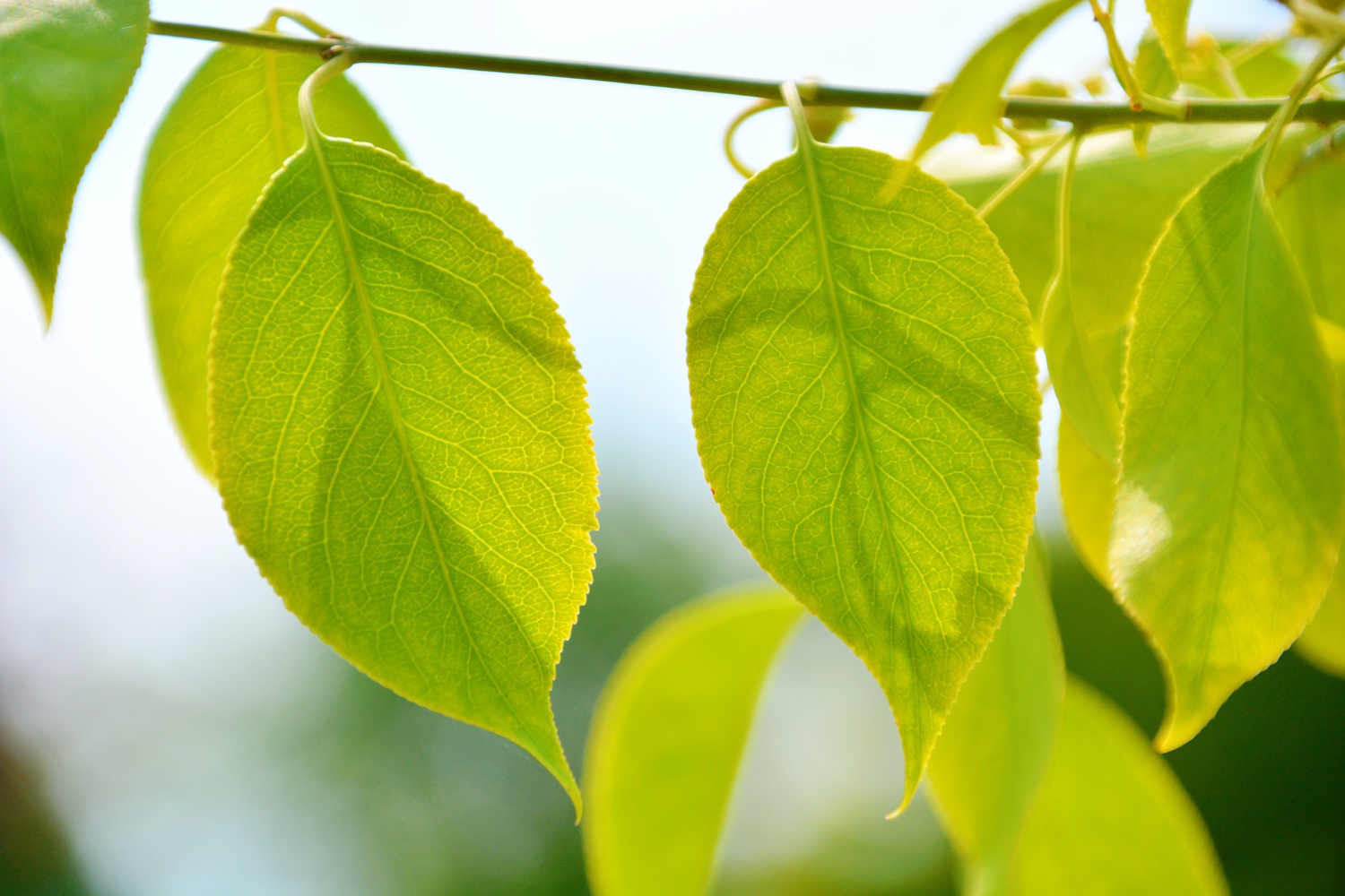 白杜树的叶子,原创拍摄