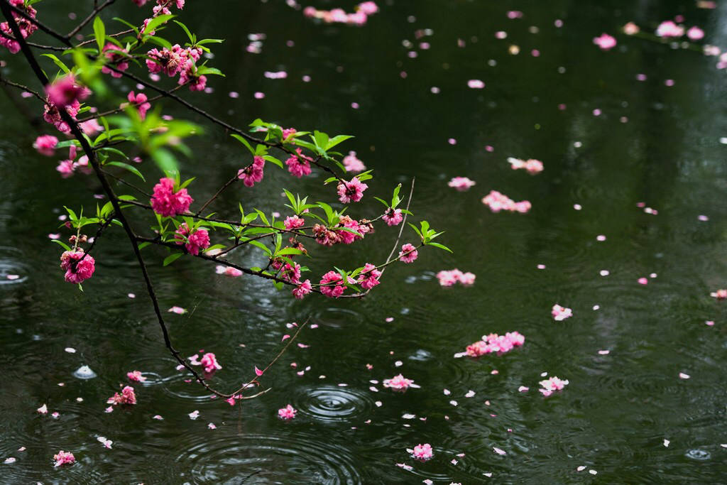 花随雨落.景随心留
