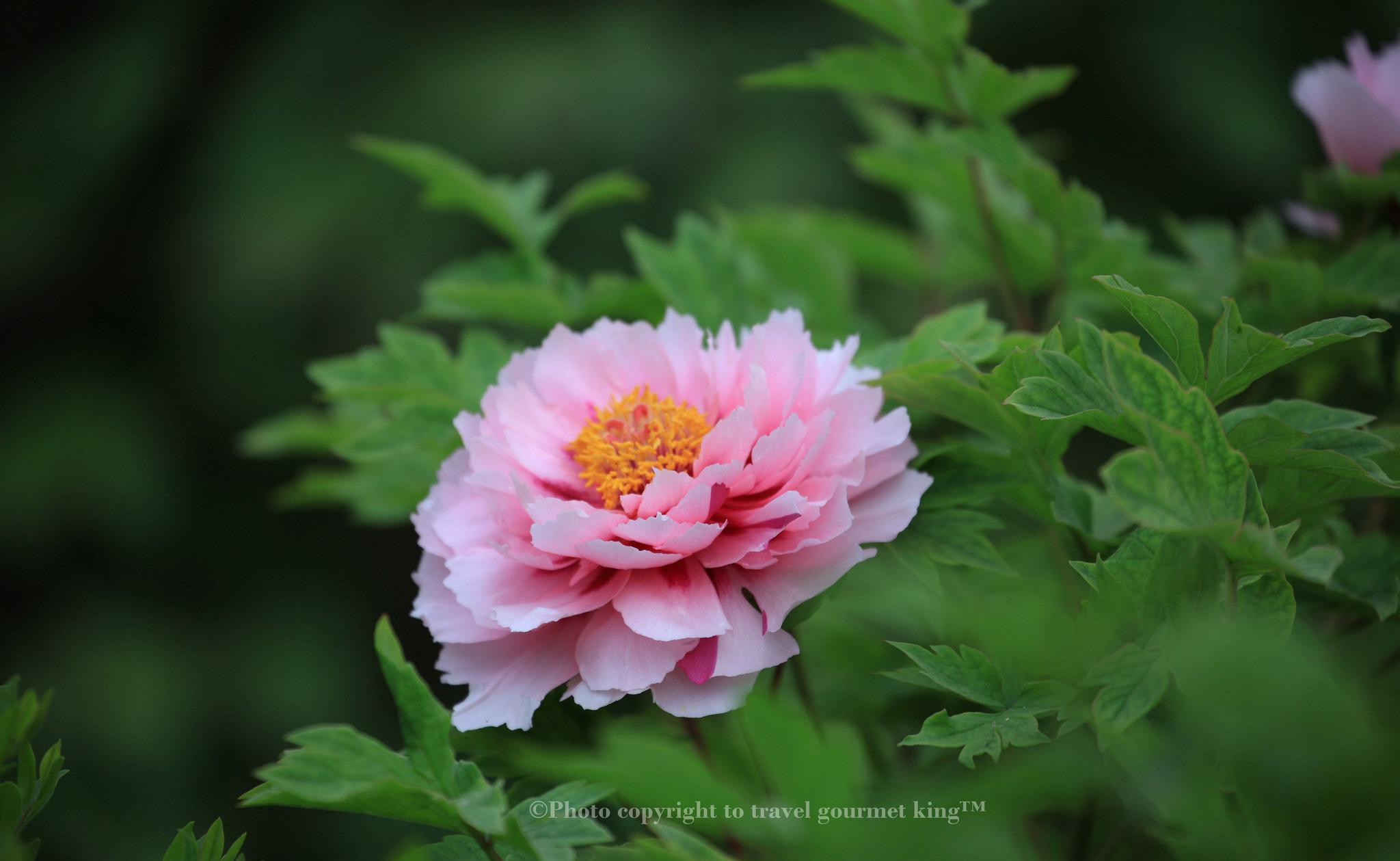 兴庆公园牡丹花