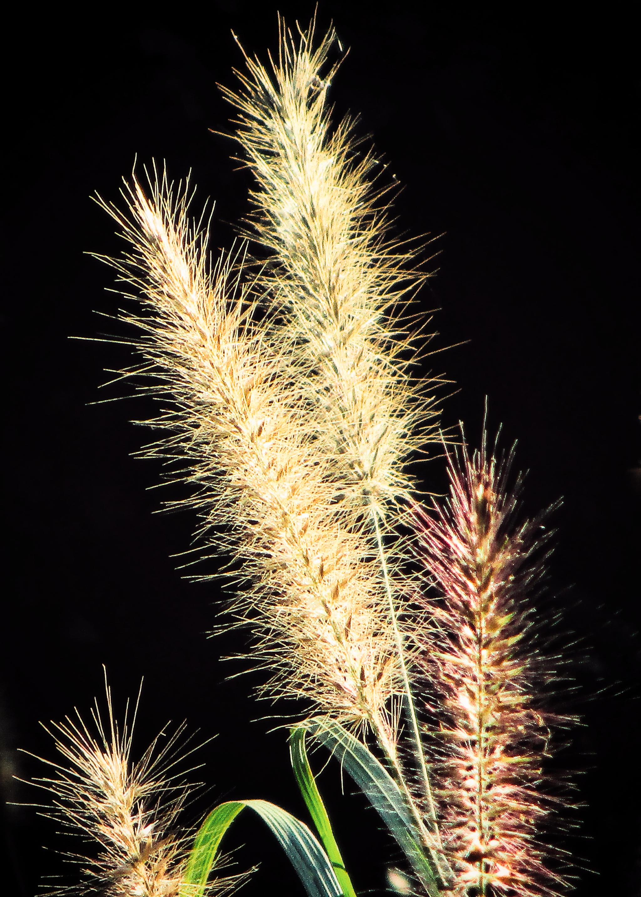 植物摄影狼尾草
