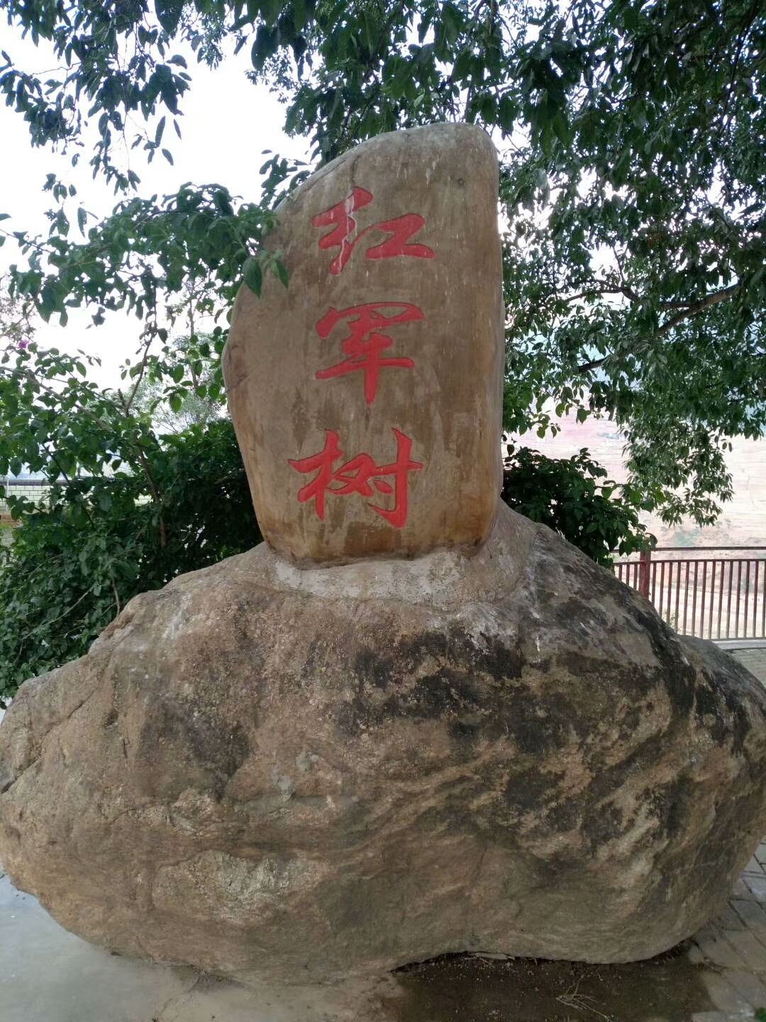 红色旅行,来到红军树缅怀先烈们!