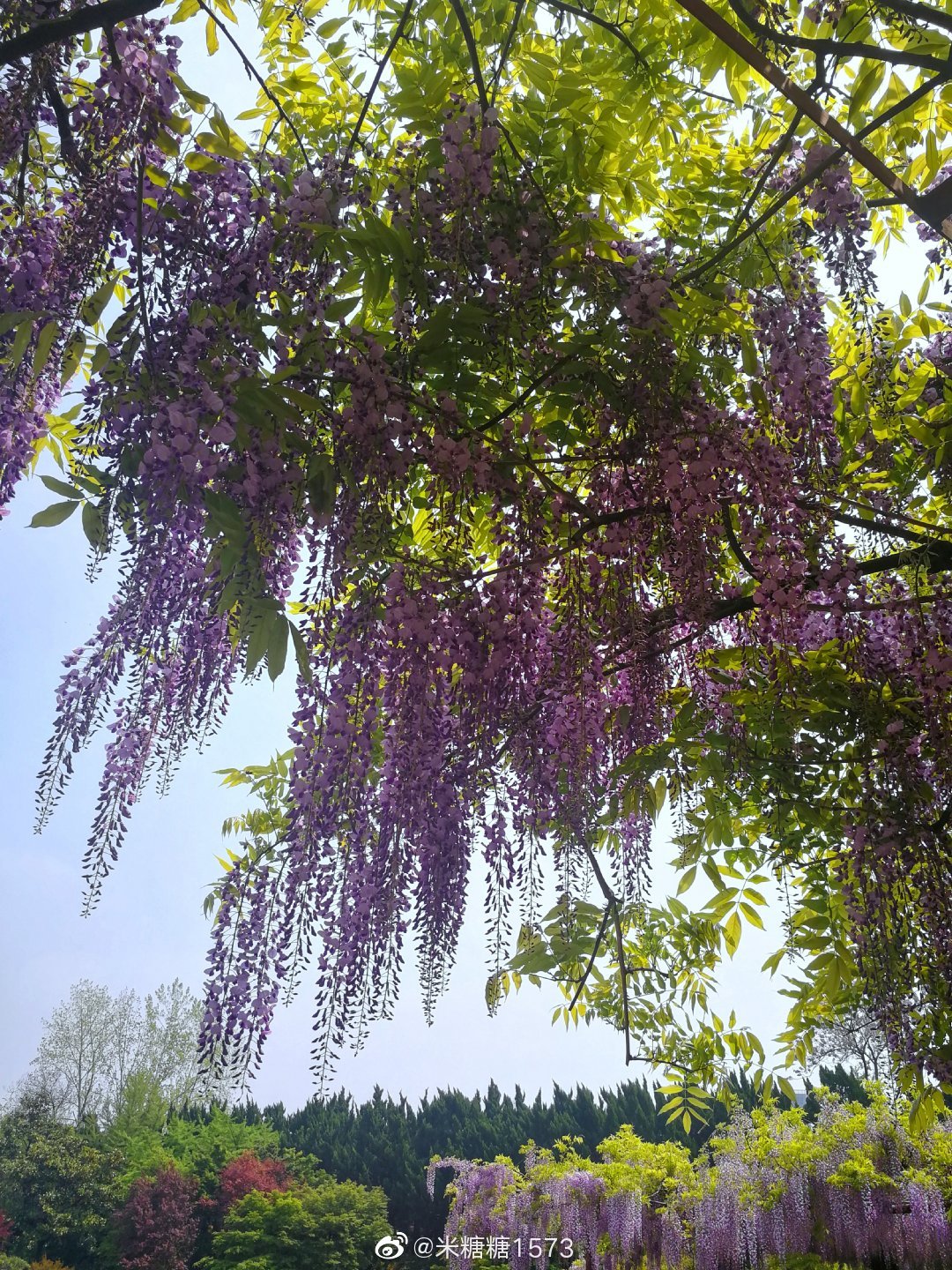 紫藤花—紫藤挂云木,花蔓宜阳春…[引]