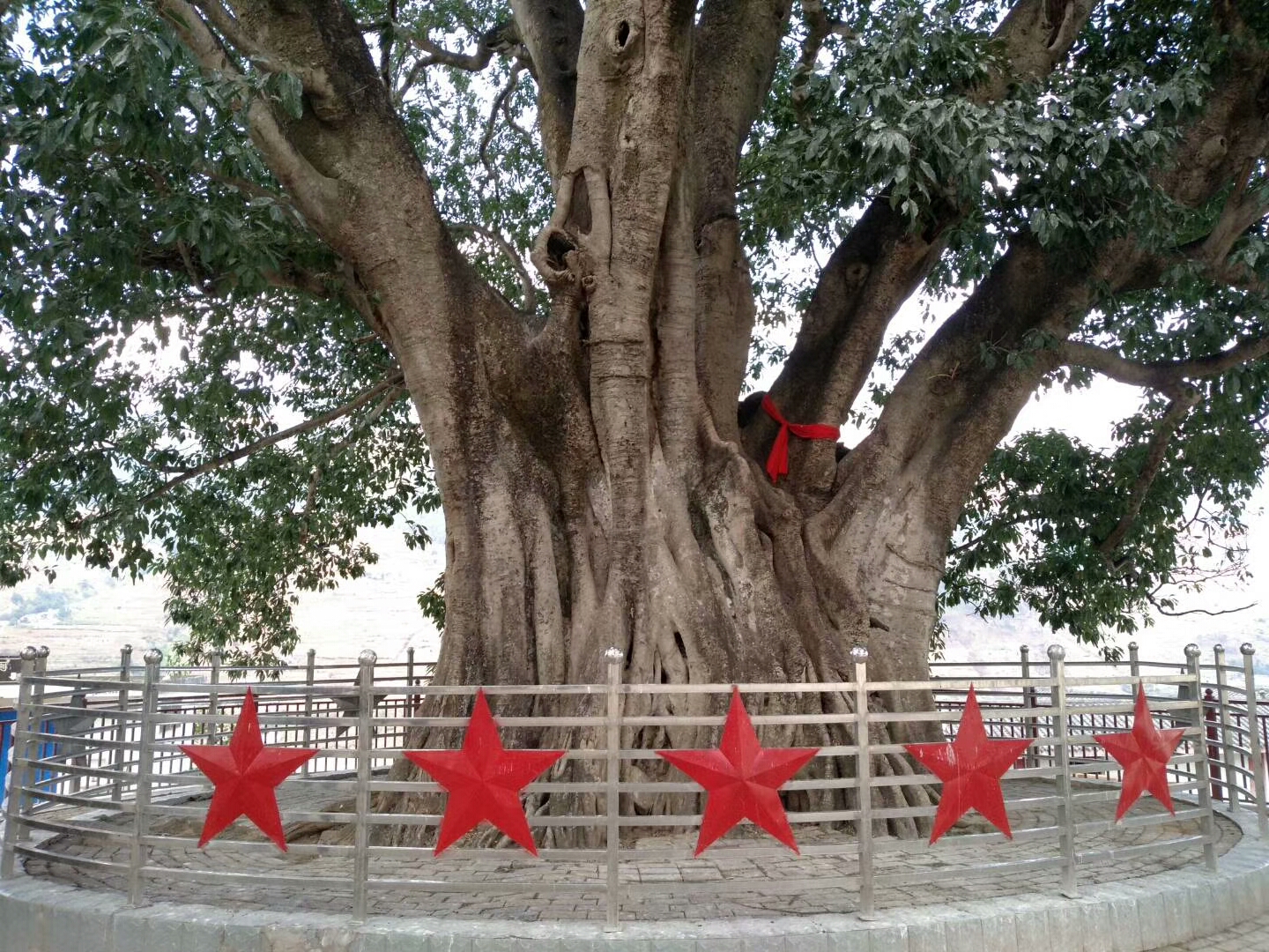 红色旅行,来到红军树缅怀先烈们!