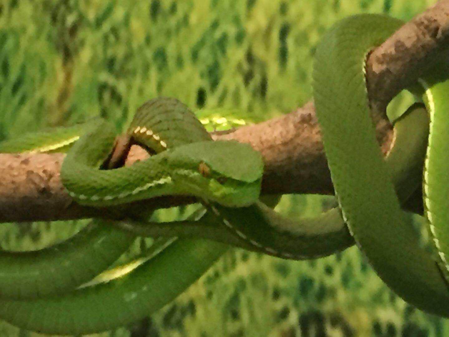 1 / 3 别称竹叶青,青竹蛇,青竹彪,刁竹青,焦尾巴,赤尾青竹丝