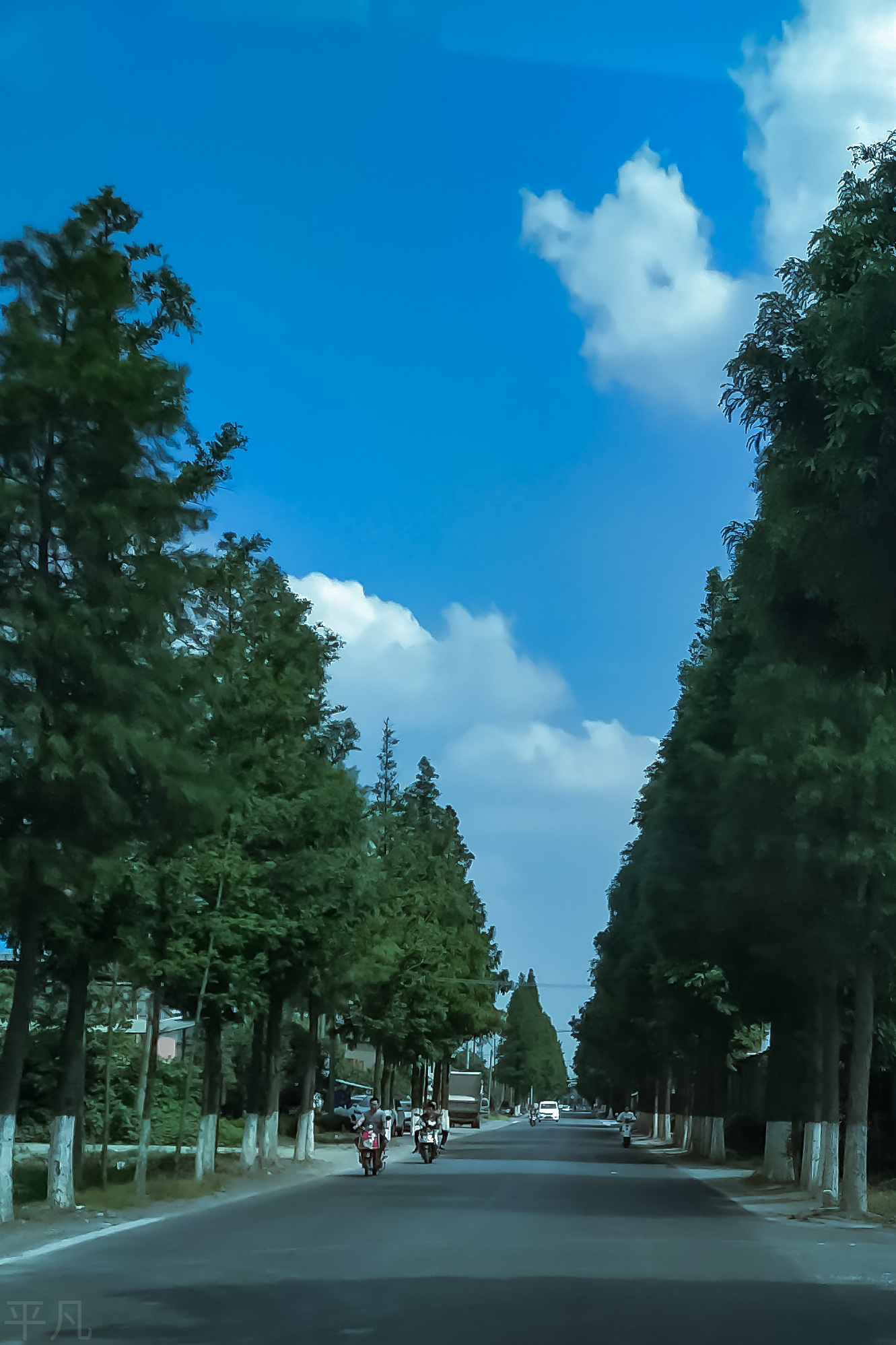 水杉树,行道树的美
