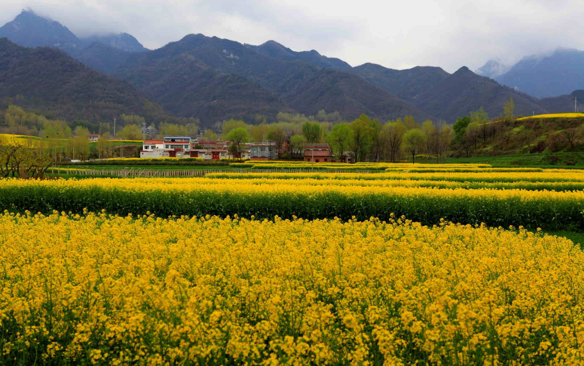 长安万亩油菜花海!