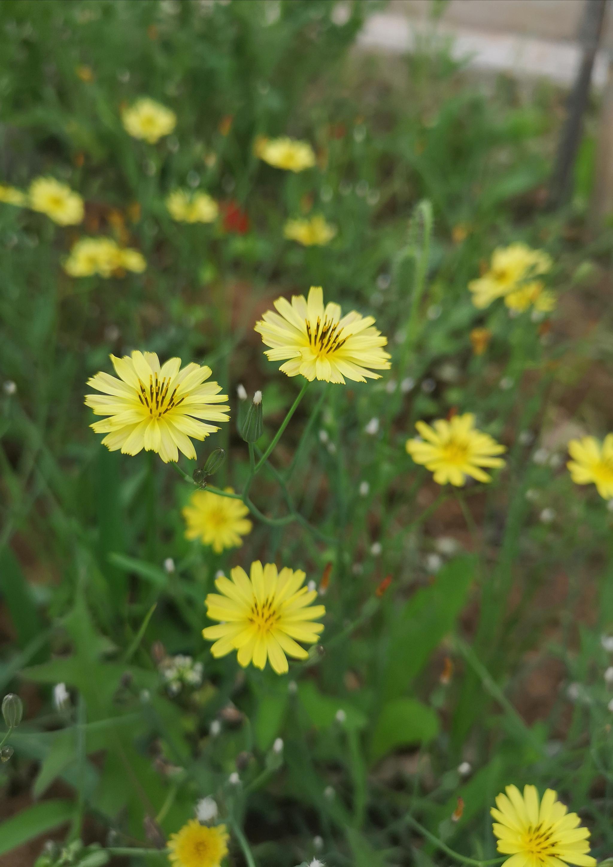 浅夏遇见清热解毒的野花中华小苦荬
