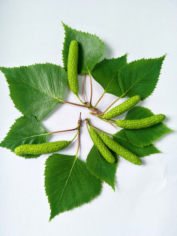 白桦树的青涩的种子毛茸茸的可爱原创摄影