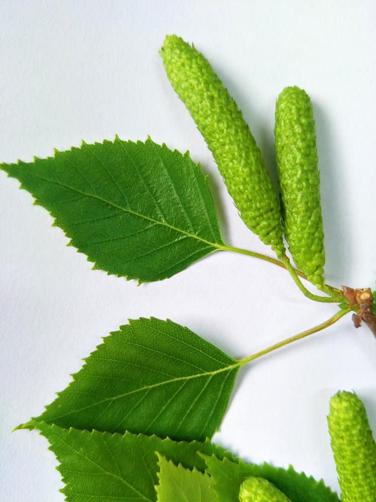 白桦树的青涩的种子,毛茸茸的可爱,原创摄影