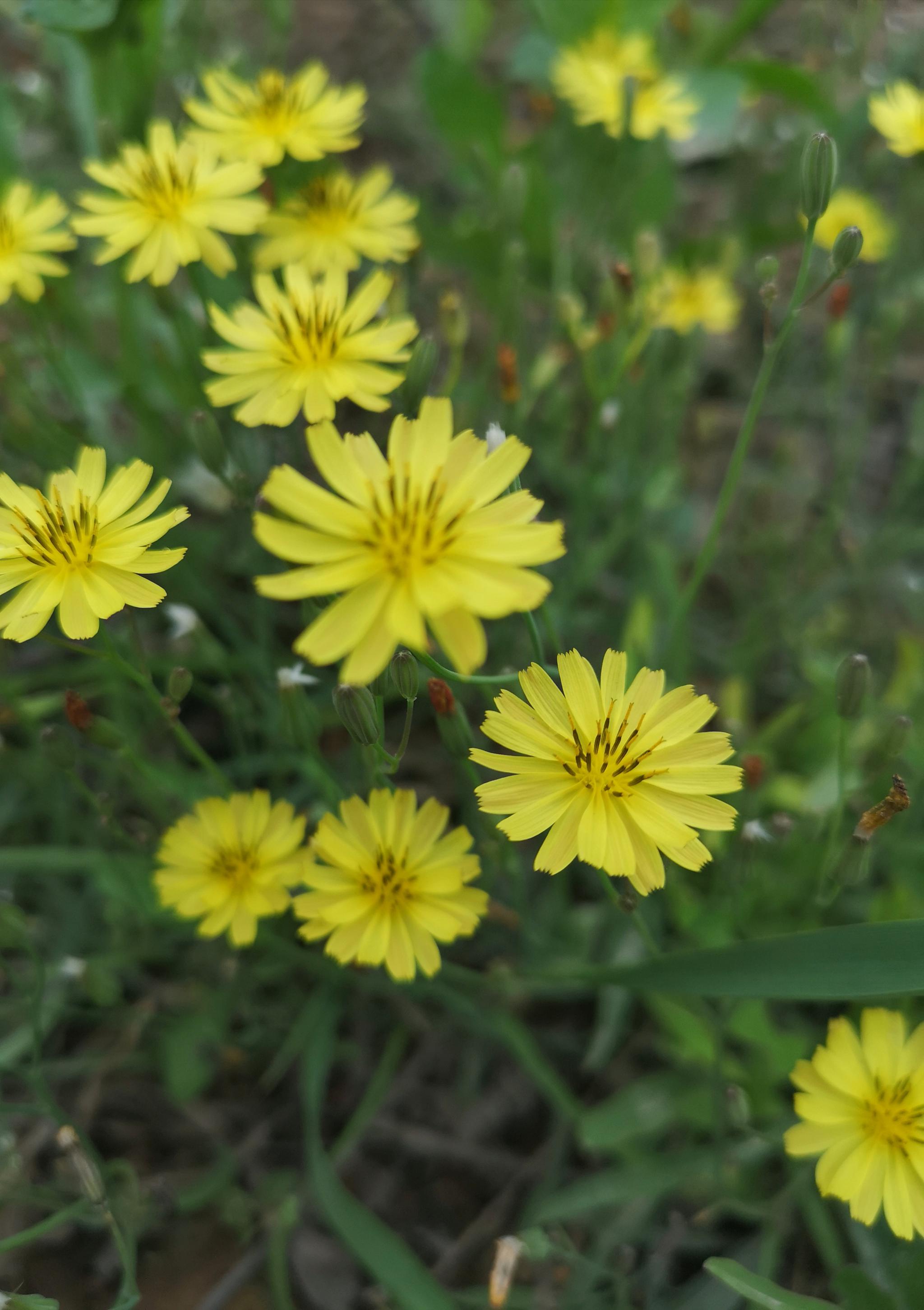 浅夏遇见清热解毒的野花中华小苦荬