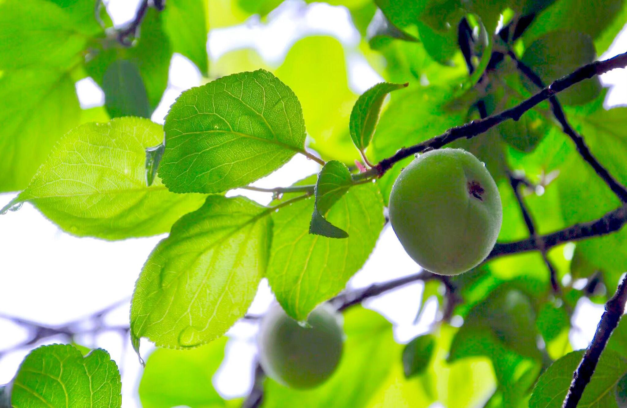 梅果实青梅煮酒论英雄