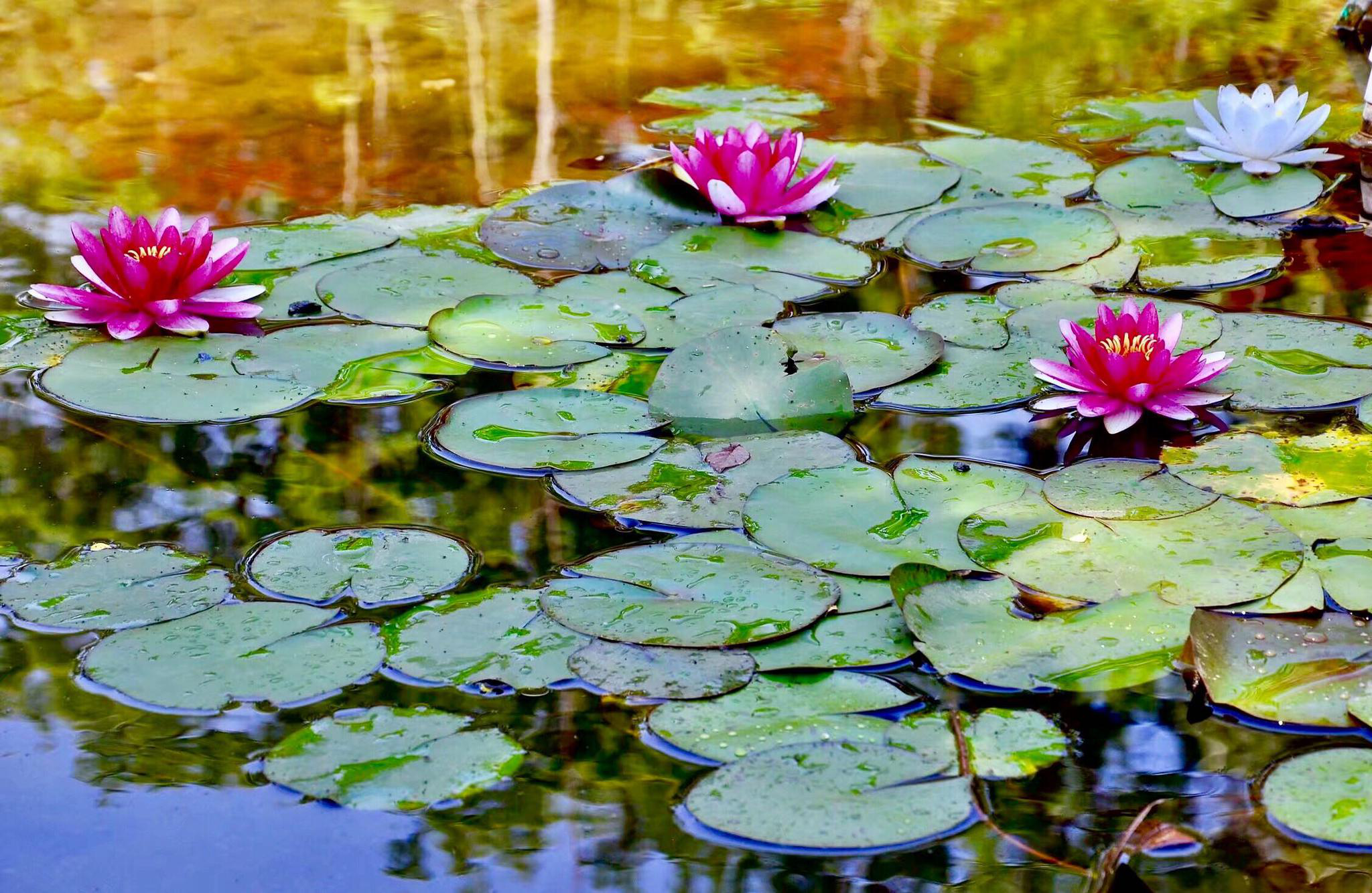 一池歌声美丽的睡莲