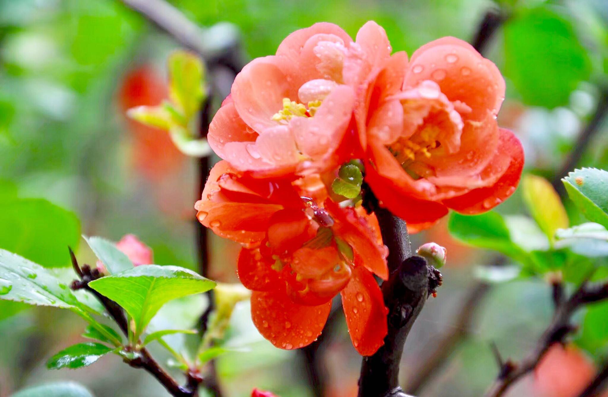 皱皮木瓜·花与果