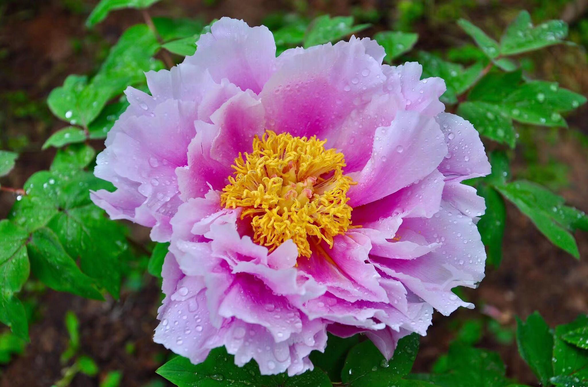 花卉摄影·牡丹