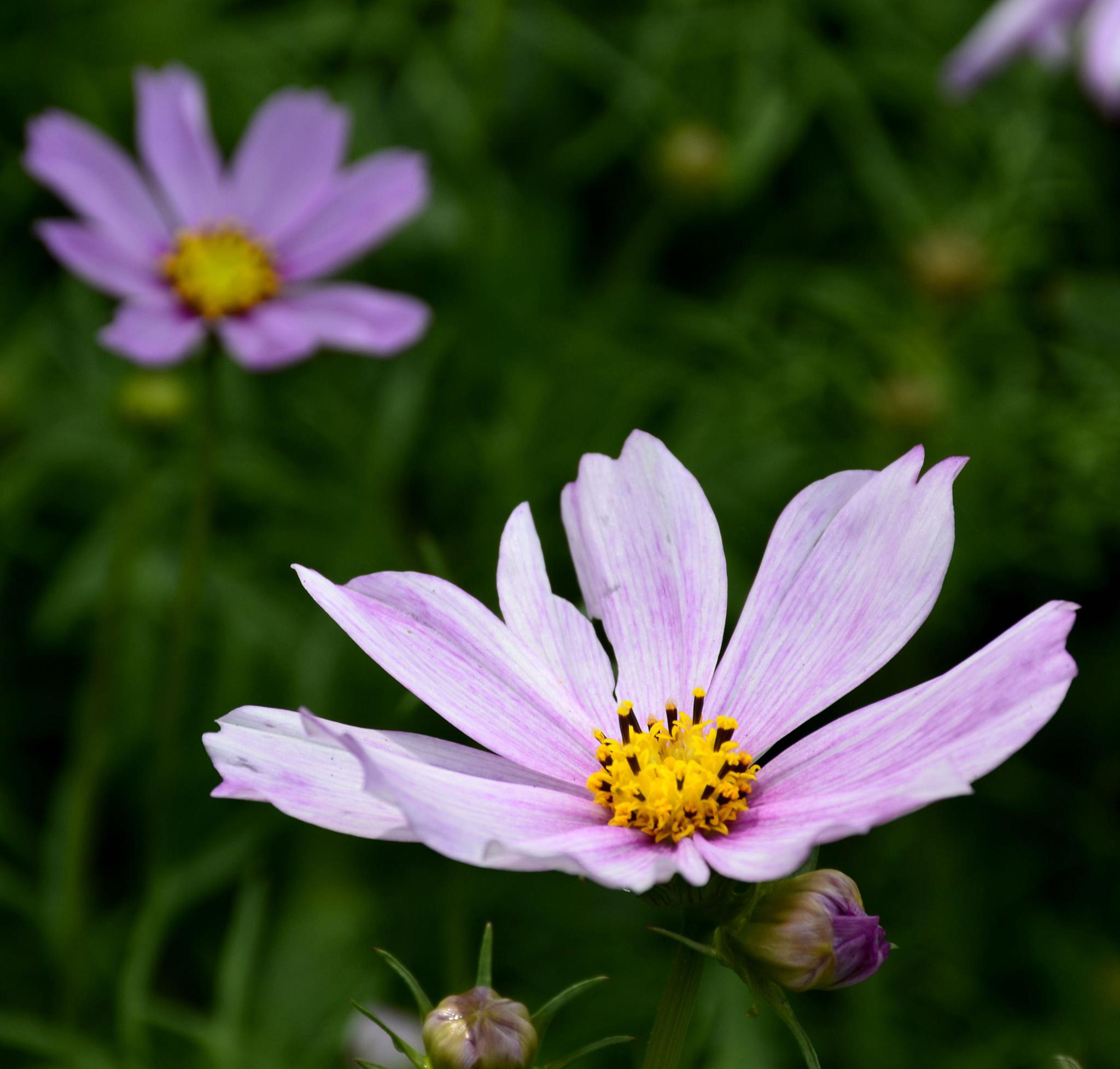 萍水湖湿地公园盛开的格桑花儿