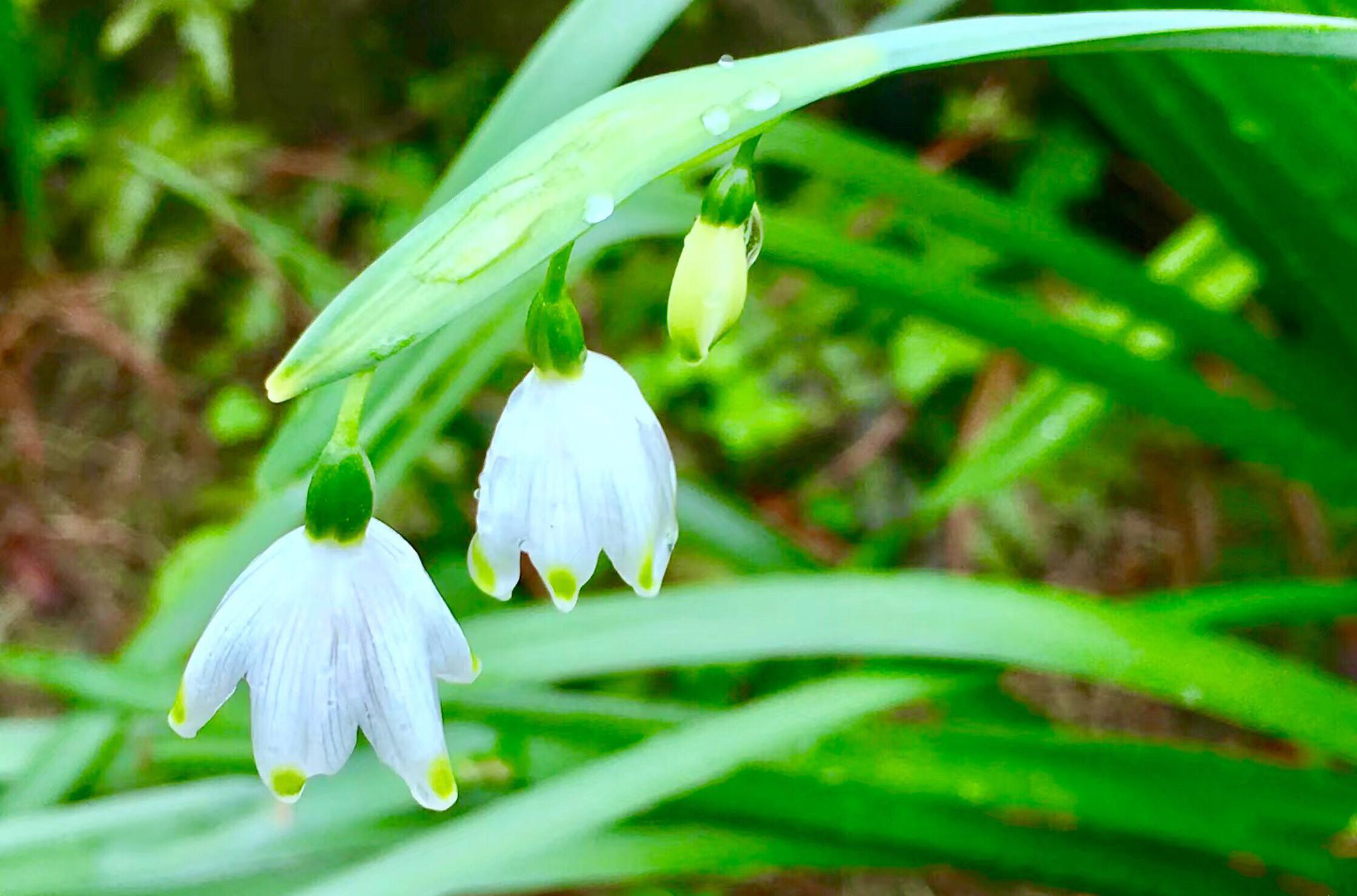 夏雪片莲一种和铃兰很像的花