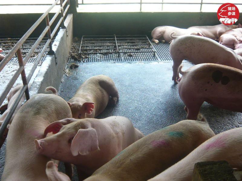 猪农们仅仅是图个干净吗?__财经头条