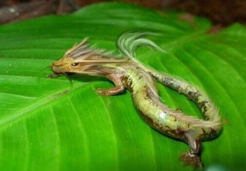 一男子活剖真龙现场照曝光盘点各地见到龙拍的照片