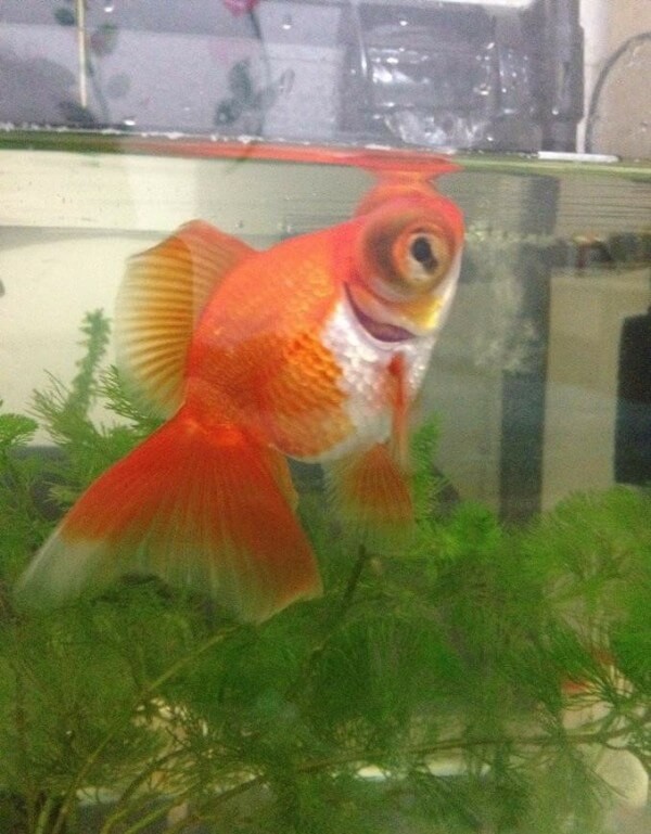 翻鳃金鱼,鳃丝完全张开,与外界接触面积增大,有益于鱼体的健康,但因翻