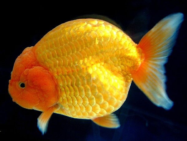 文种金鱼中的大部分形状在蛋种金鱼中都有相似的变异出现.