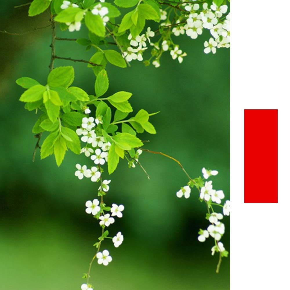 有一种美叫:静默如初