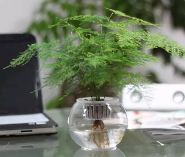 十种最适合室内种植的水养植物