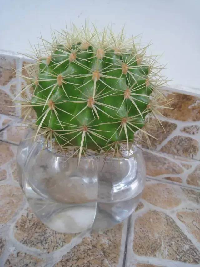十种最适合室内种植的水养植物