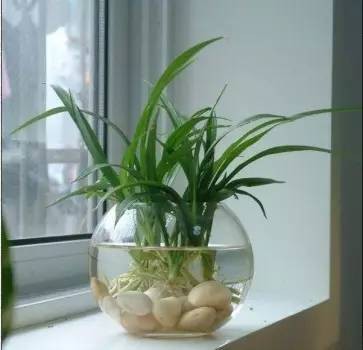 十种最适合室内种植的水养植物 十种最适合室内种植的水养植物
