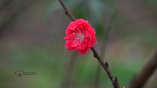暖暖广东人面桃花相映红黎啦喂行个桃花运啦