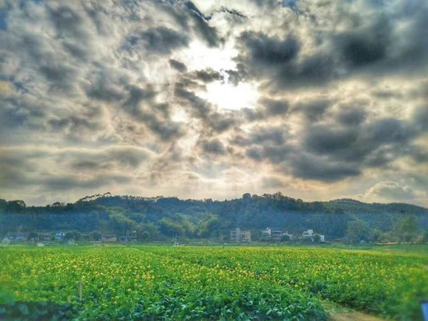 清远高田坳头村油菜花狂欢节,美丽的田园诗画!