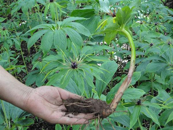 农村不知名的野草治疗中耳炎血管瘤还有偏方