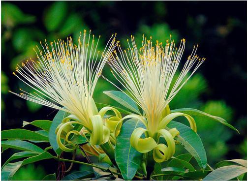 花友的发财树养了10年都不死,原来他用了这几个办法