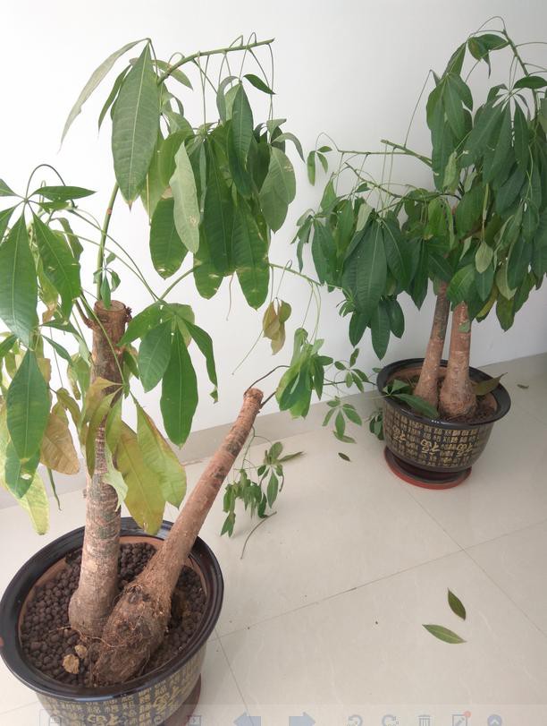 花友的发财树养了10年都不死,原来他用了这几个办法