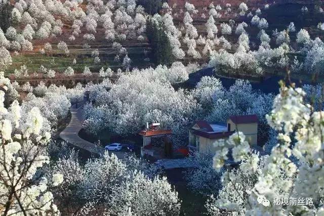 距昆明3个半小时赏“千树万树梨花开”