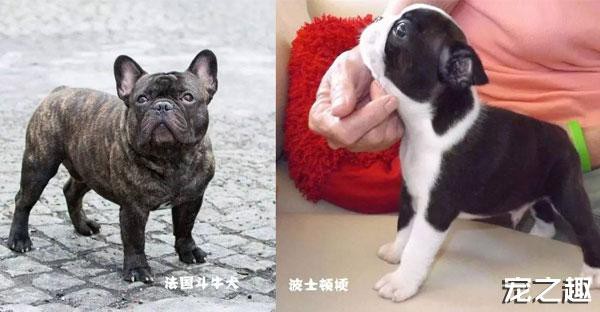 嗨!法国斗牛犬与波士顿梗咋这么像?