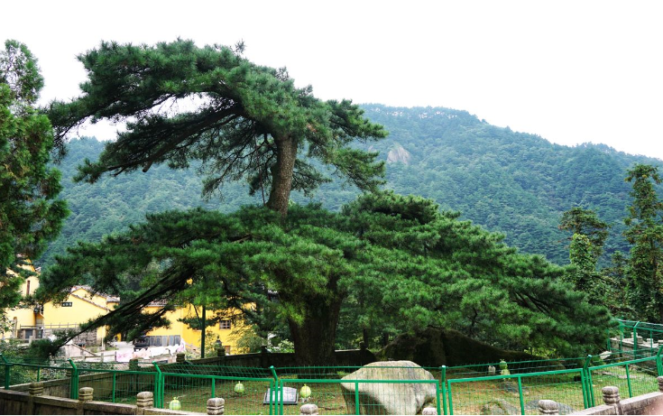 中国十大千年古树排行榜