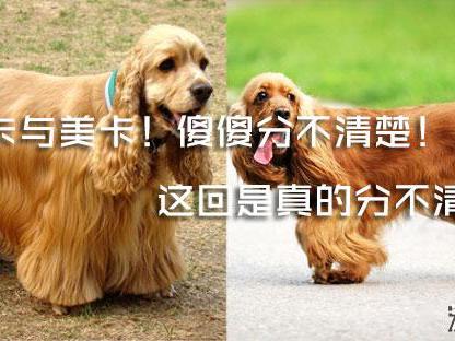 英卡和美卡都是可卡犬！傻傻分不清楚！|可卡犬|英国可卡犬|猎犬_新浪新闻