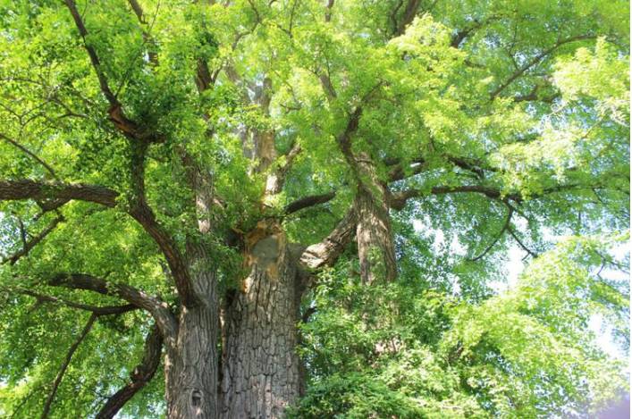 中国十大千年古树排行榜