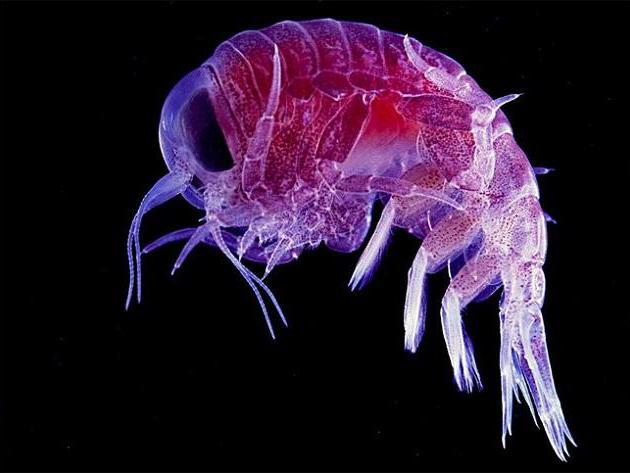 万米深海的生物却成"毒物",身藏剧毒原因令人唏嘘