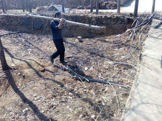 村子里的一种小生意, 带上油锯去"杀树"